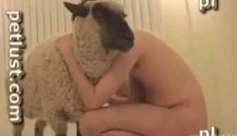 Zoosex dun jeune homme avec un mouton