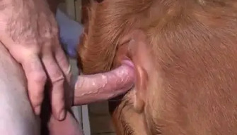 Un zoophile homme baise une vache rouge dans une étable