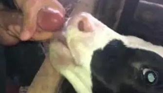 Calf sucks cock and licks balls to zoophile man before cumshot