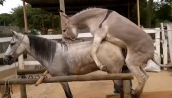 How a donkey fucks a horse Sex videos of various types of animals